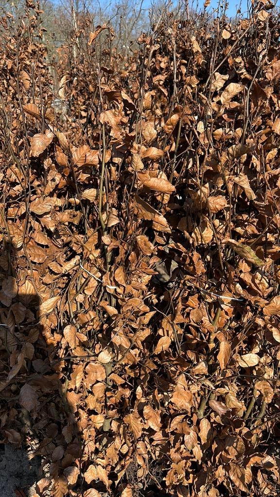 Beuken, Ophalen, Beukenhaag, 100 tot 250 cm