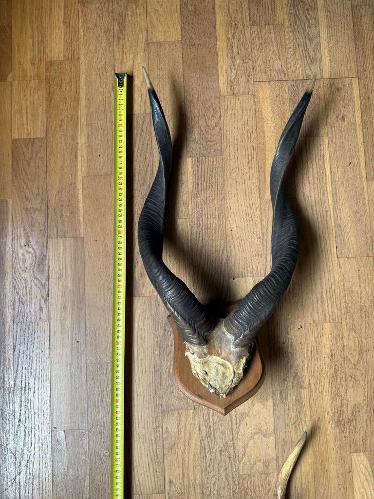 Nyala antelope Hoorns op Schild - Afrikaanse Antilope, Verzamelen, Ophalen, Gebruikt, Wild dier, Gewei of Kop