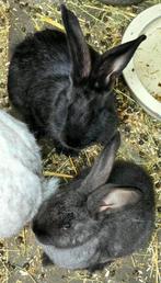 Prachtige  Duitse reuzen, Meerdere dieren, Groot, 0 tot 2 jaar