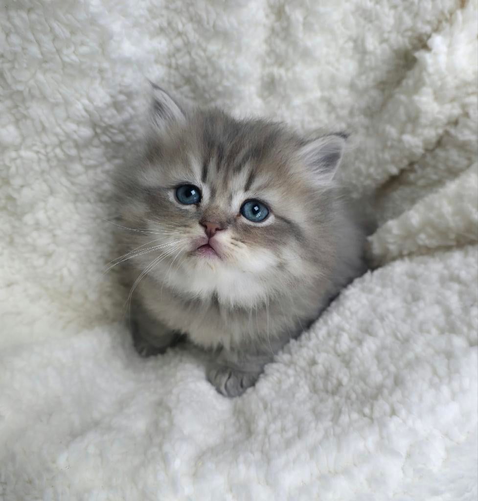 Britshe kort en langhaar kittens, Dieren en Toebehoren, Ontwormd