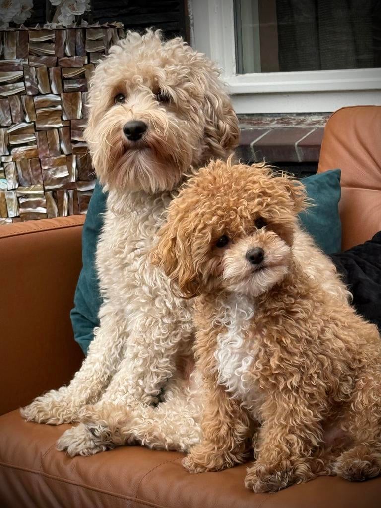 Australian labradoodle dekreu, Parvo, Reu, Eén hond, 3 tot 5 jaar