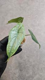 Alocasia Heterophylla Dragon Breath, Ophalen of Verzenden, Halfschaduw, Minder dan 100 cm