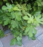 Vijgenboom  , Vijgenstekken, Volle zon, Vaste plant, Ophalen of Verzenden, Fruitplanten