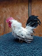 Chabo haantje wit zwart staart., Dieren en Toebehoren, Pluimvee, Mannelijk, Kip