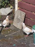 2 jonge postduiven sion, Dieren en Toebehoren, Vogels | Duiven, Meerdere dieren, Postduif
