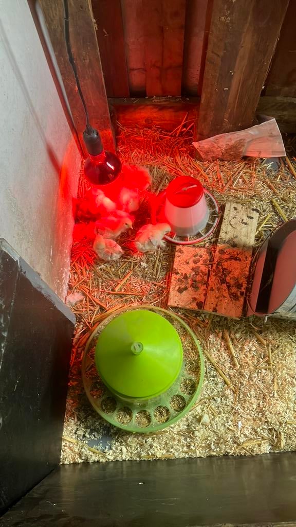 Kuikens, Dieren en Toebehoren, Geslacht onbekend, Kip