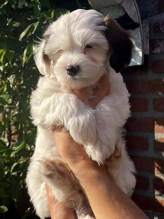 Maltipoo / Boompoo pups.  Toypoedel×Maltezer+1/4 Shih-tzu, Overige rassen, 8 tot 15 weken, Meerdere, Meerdere dieren
