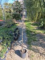 Acer Triflorum driebloemige esdoorn, Ophalen, Bloeit niet, Halfschaduw, Overige soorten