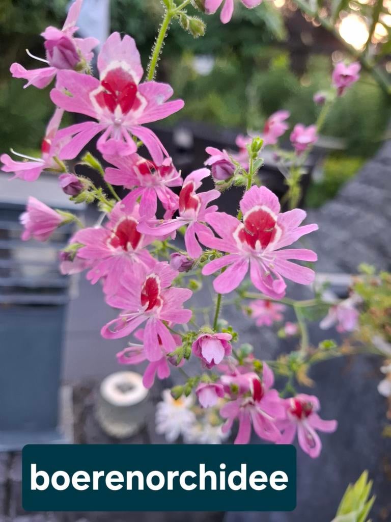 Boerenorchidee, bloeit roze en wit, jonge planten, Ophalen, Overige soorten, Volle zon