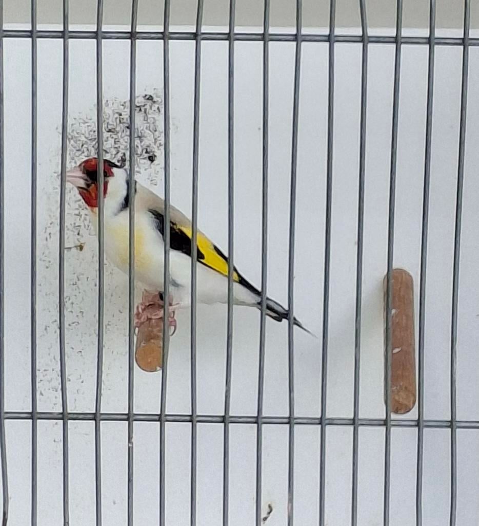Putter man eumo/aminet '25, Dieren en Toebehoren, Vogels | Overige Vogels, Mannelijk, Wildzangvogel, Geringd