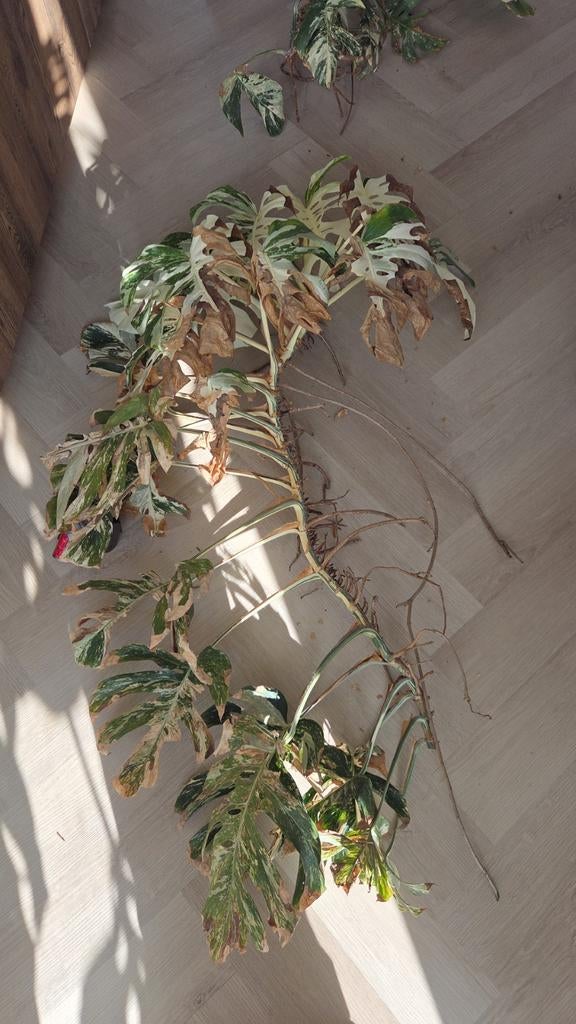 Monstera Variegata stekken - 1m kopstek, 40cm stamstek, Tuin en Terras, Planten | Tuinplanten, Ophalen, Overige soorten, Volle zon