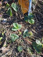 Verse Cherryberry Stekjes - Kweek je Eigen Zoete Bessen!, Volle zon, Vaste plant, Ophalen of Verzenden, Fruitplanten