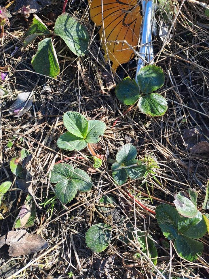 Cherryberry Stekjes - Kweek je Eigen Zoete Bessen!, Tuin en Terras, Planten | Tuinplanten, Vaste plant, Fruitplanten, Volle zon
