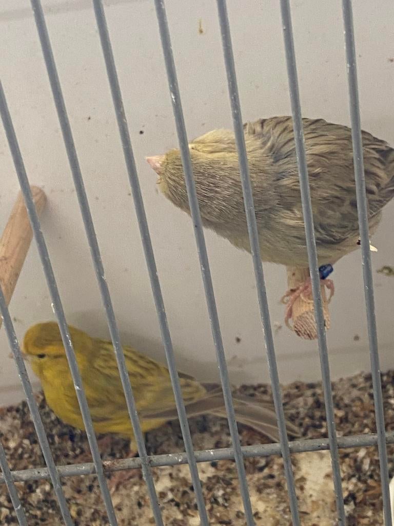 Broedkoppel kanaries, Dieren en Toebehoren, Vogels | Kanaries, Meerdere dieren, Kleurkanarie