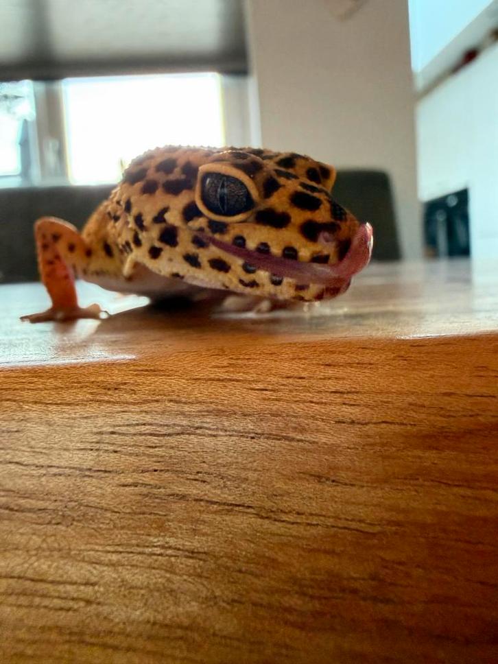 Luipaardgekko met terrarium Leopard Gecko - female for sale from Barry