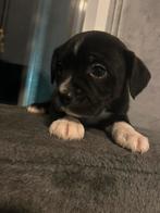 New English bulldog/poedel x chihuahua pups, Parvo, 8 tot 15 weken, Meerdere, Meerdere dieren