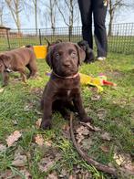 labrador puppy's, Dieren en Toebehoren, Honden | Retrievers, Spaniëls en Waterhonden, Parvo, 8 tot 15 weken, Labrador retriever