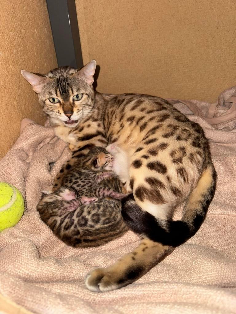 Bengaal kittens!, Poes, Kortharig, 0 tot 2 jaar