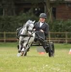 Shetlander/mini paardjes beleren voor de kar aan huis, Ophalen of Verzenden, Overige soorten
