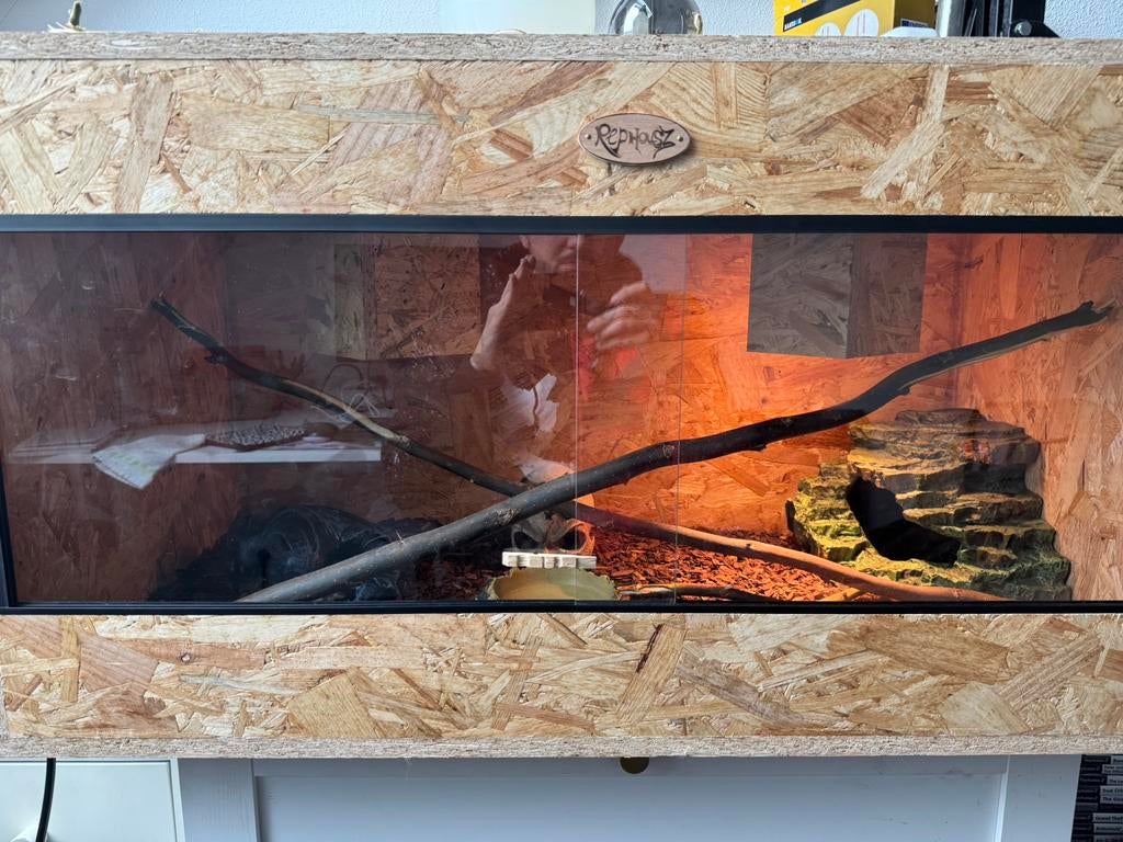 Koningspython met terrarium en extra toebehoren, Dieren en Toebehoren, Ophalen, Zo goed als nieuw