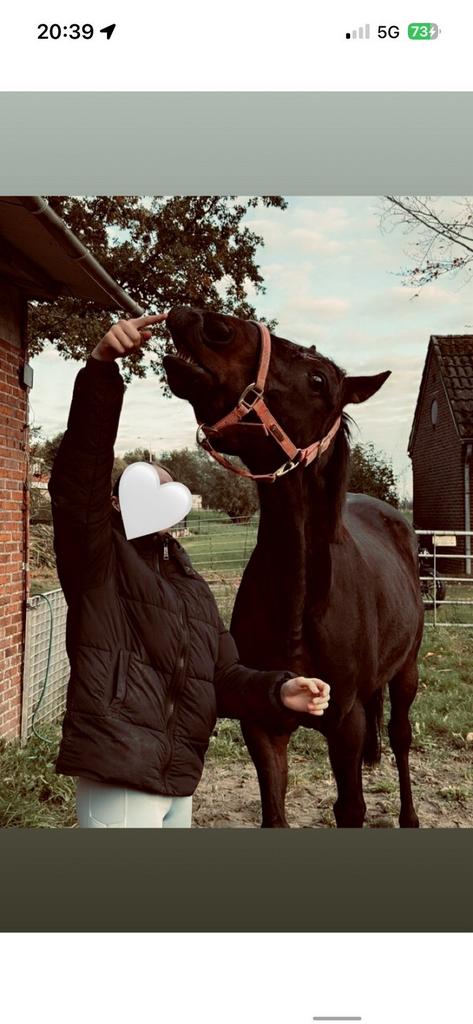 lieve ruin te koop, Dieren en Toebehoren, Paarden, Ruin, Onbeleerd, 160 tot 165 cm, 3 tot 6 jaar, Recreatiepaard, Met stamboom