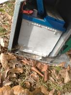 Stroomklok, Mannelijk, Schaap