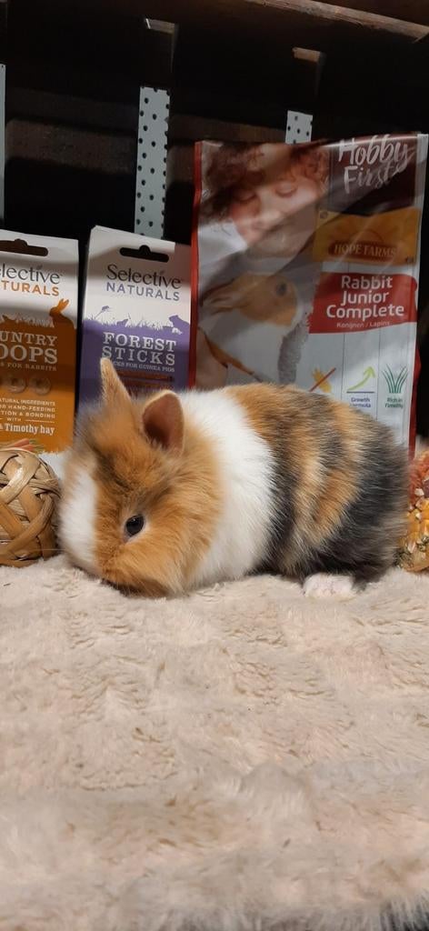 Super lieve tamme jonge konijntjes ., Dieren en Toebehoren, Meerdere dieren, Dwerg