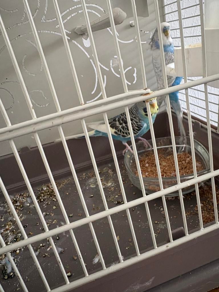 parkieten, Dieren en Toebehoren, Vogels | Parkieten en Papegaaien, Meerdere dieren, Parkiet