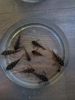 L136 jongvolwassen, Vis