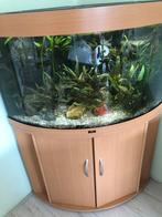 Juwel Trigon 190 incl. onderkast en toebehoor., Ophalen, Gebruikt, Gevuld zoetwateraquarium