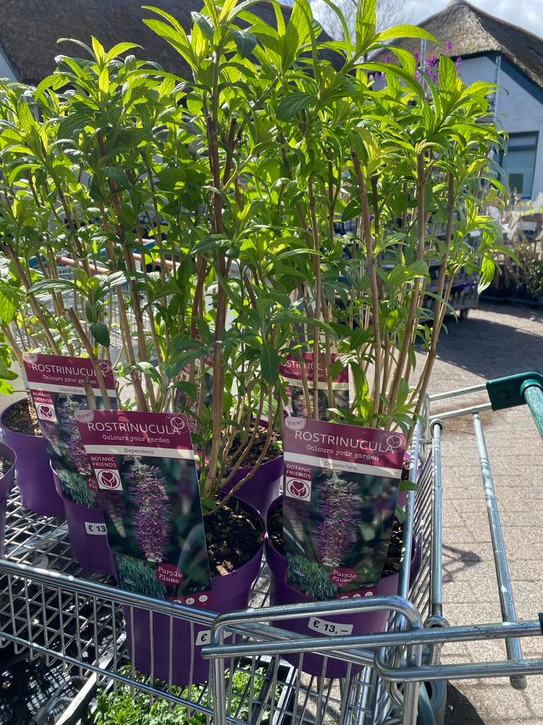 Rostrinucula dependens, Tuin en Terras, Planten | Tuinplanten, Ophalen, Overige soorten, Volle zon