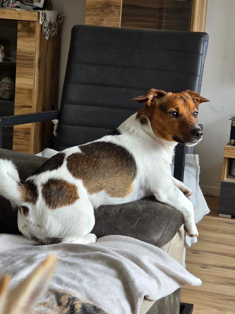 Herplaatsen Jack Russel 14 maanden oud, Dieren en Toebehoren, Honden | Jack Russells en Terriërs, Jack Russell Terriër, Reu, 1 tot 2 jaar