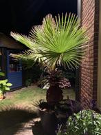 Schitterende WASHINGTONIA ROBUSTA, Ophalen, 200 cm of meer, Palm, In pot