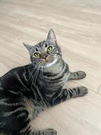 Katje zoekt een rustig gezin, Dieren en Toebehoren, Katten en Kittens | Overige Katten, Kater, Kortharig, 0 tot 2 jaar