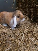 Nederlandse dwerghangoren, Dieren en Toebehoren, Konijnen, Mannelijk, Dwerg, Hangoor, 0 tot 2 jaar