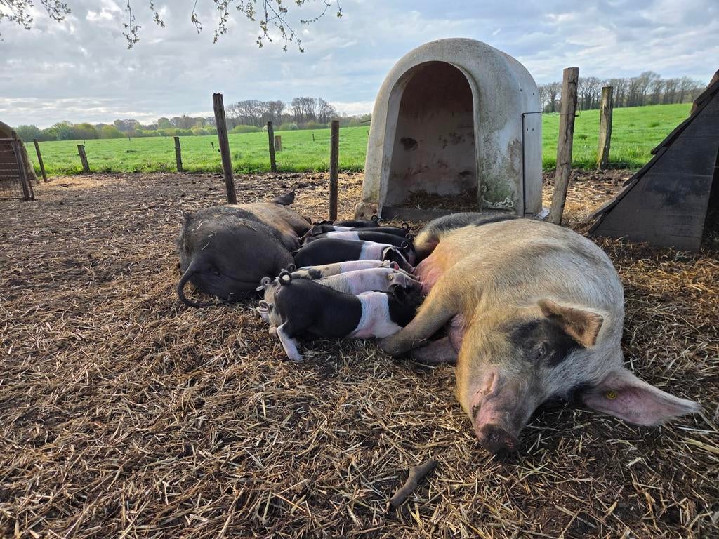 Biggen, Dieren en Toebehoren, Schaap