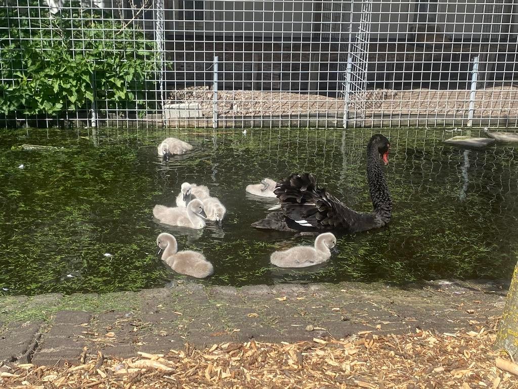 Zwarte zwanen kuikens, Dieren en Toebehoren, Geslacht onbekend, Kip