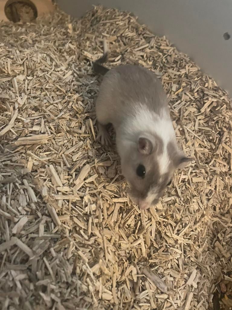 Gerbils te koop met kooi en toebenhoren, Dieren en Toebehoren, Knaagdieren, April, Meerdere dieren, Rat