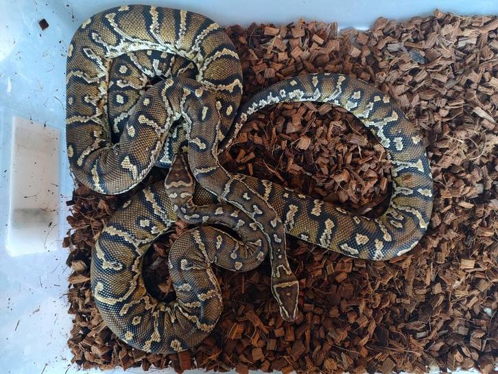 1:1 Python Anchientae (Angola python) n.k. 2023 Reticulated Python - unknown for sale from tonnie