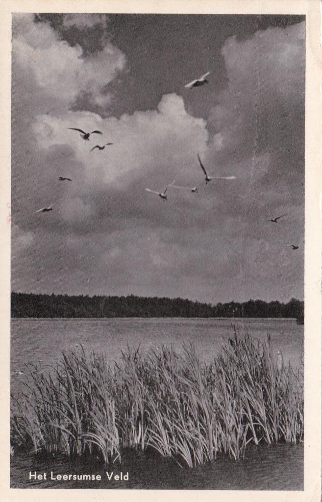 leersumse veld  ginkelduin, Ophalen of Verzenden, Voor 1920, Noord-Brabant