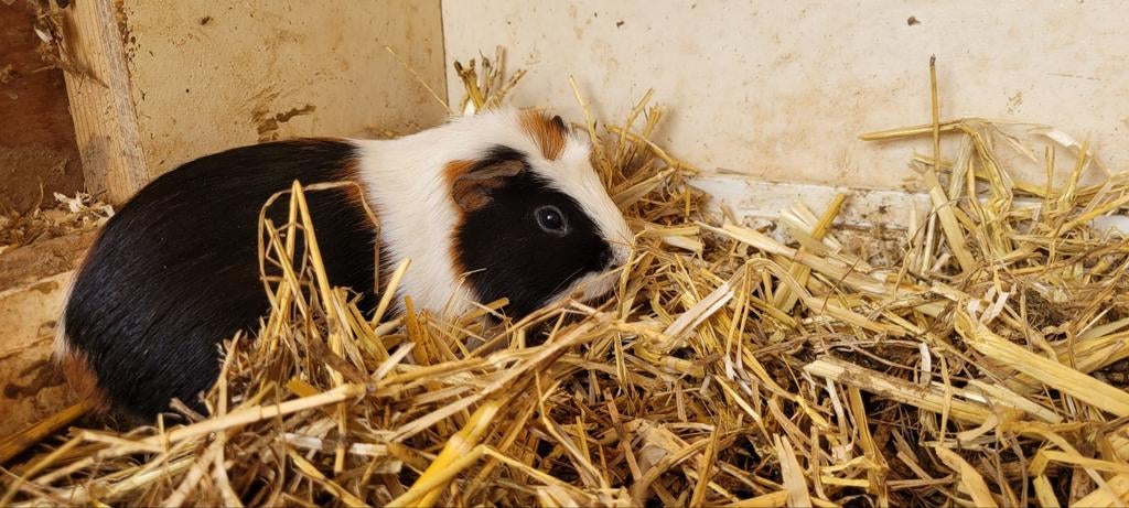 Prachtige driekleur cavia, Dieren en Toebehoren, Knaagdieren, April, Mannelijk, Cavia