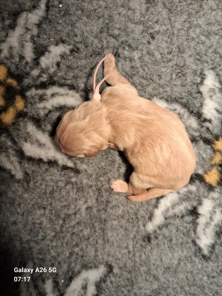 Prachtige blonde Labradoodles, Dieren en Toebehoren, Parvo, Overige rassen, 8 tot 15 weken, Meerdere dieren