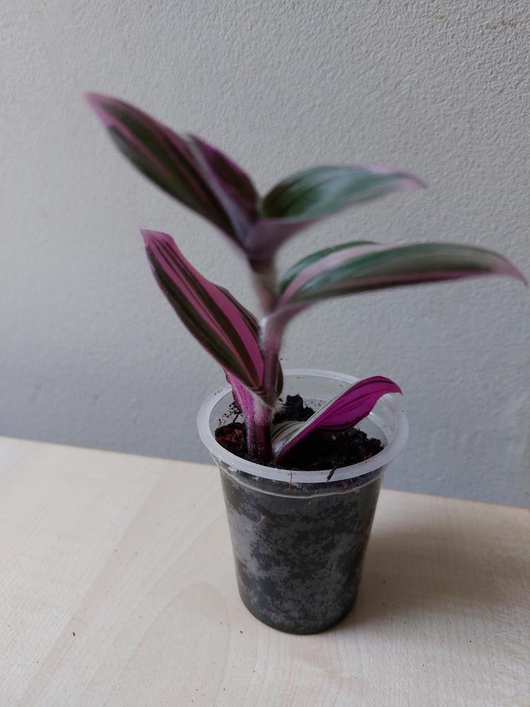 Tradescantia blossfeldiana "Pink Furry", gewortelde stek, Huis en Inrichting, Kamerplanten, Ophalen of Verzenden, Halfschaduw