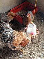 Bielefelder groot, Meerdere dieren, Kip