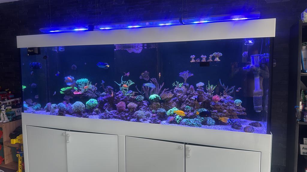 ATI Led verlichting, Dieren en Toebehoren, Vissen | Aquaria en Toebehoren, Gebruikt, App-bediening, Verlichting of Verwarming