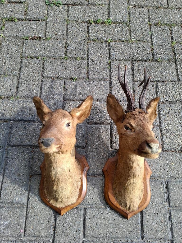 Opgezette reeënkoppen, Ophalen, Zo goed als nieuw, Hert, Gewei of Kop