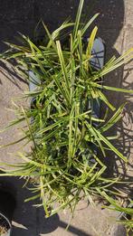10 x Carex morrowii variegata, Tuin en Terras, Planten | Tuinplanten, Ophalen