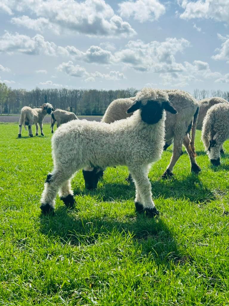 Walliser Schwarznase ramlammetjes, Mannelijk, Schaap, 0 tot 2 jaar