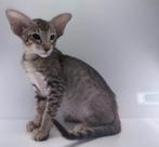 Kittens, Ooster korthaar kittens, oriental kittens, pete...