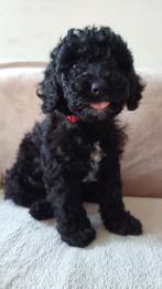 Dwergpoedel puppy's/minipoedel puppy's, Dieren en Toebehoren, Honden | Chihuahua's en Gezelschapshonden, Poedel, België, Particulier